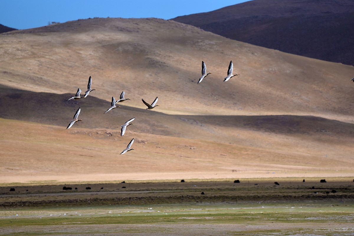 Qiangtang National Nature Reserve