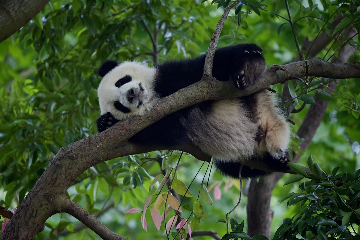 Giant Pandas in Chengdu | Photo by Liu Bin